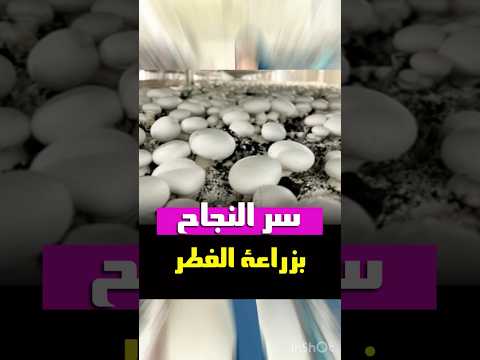 زراعة الفطر بالبيت إنتاج 300 كغ الزراعة المنزلية فطرة لايك بسهولة 98 938 342 0433