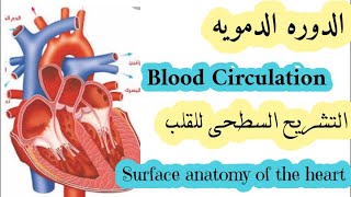 الدوره الدمويه والتشريح السطحى للقلب . Blood Circulation and anatomy of the heart