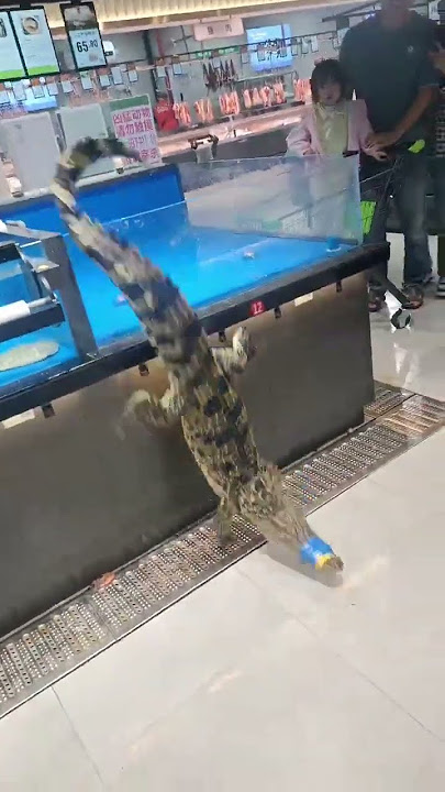 Crocodile escapes from fish tank, startling onlookers in Sichuan, China