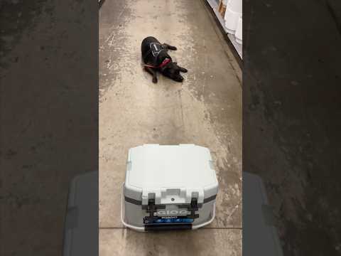 2 igloo coolers, the ice cube, wheeled roller cooler and Overland ice chest cooler are awesome