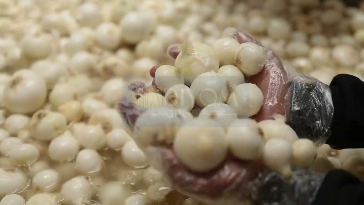 Export-Ready Dehydrated Onion, Garlic & Spices Manufacturer