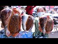 Buy ocean snail for hot cook - Buy ocean snail Khmer grocery recipe - Buy sea food at the market