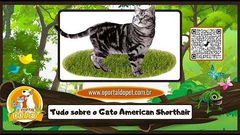 Video 1895471: american shorthair, gato american