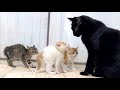 先住猫に挨拶へ行くも毛を逆立ててシャーしちゃう子猫たち【花男兄妹#3】Kittens that intimidate their older cats.