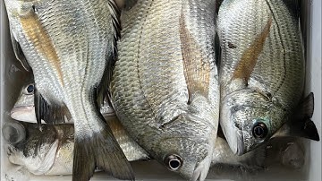 1 buổi câu cá tráp trúng mánh ở cần giờ. 😍