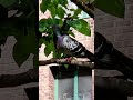 Graceful Pigeons #3,870 #shorts #pigeon #bird #birds #peaceful #youtubeshorts #kabootar #shortvideo