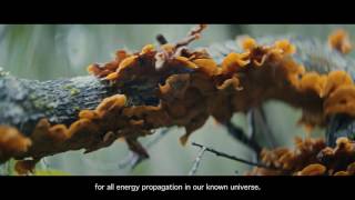 The Explorers:  Designed by Nature