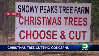 Tahoe-area tree farm says Christmas tree permit is impacting business