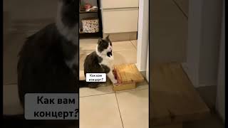 Как вам концерт? A cat’s concert for the piano.