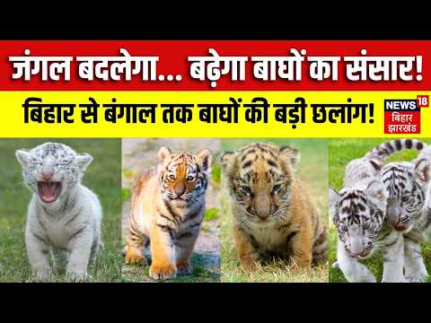 Bihar से Bengal तक बाघों की बड़ी छलांग, VTR की बाघिन पहुंचेगी Buxa | Tiger Conservation