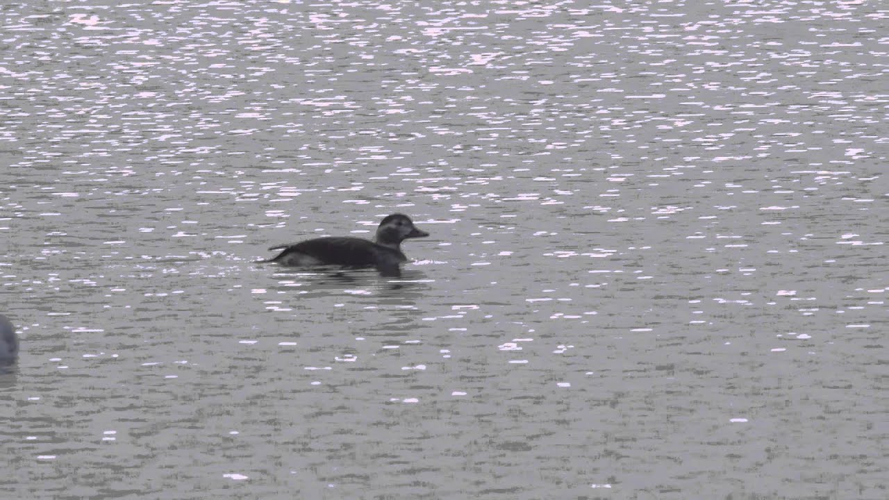 Long-tailed Duck     -    Clangula hyemalis