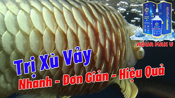 Xử Lý Xù Vảy Cá Rồng Nhanh Đơn Giản Hiệu Quả | Aquamax V | Hoàng Lam Arowana