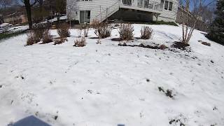 Snow melting fast on April 17, 2020