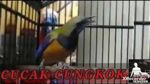 Cucak CUNGKOK GACOR FULL TEMBAKAN Sangat Cocok dijadikan Masteran wajib bagi Murai dan Kacer