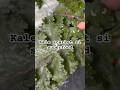Rekomendasi sayur cantik yg full gizi #garden #kale #berkebun
