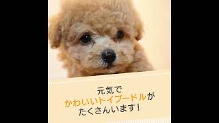 トイプードル専門店アイカドールかも HOME