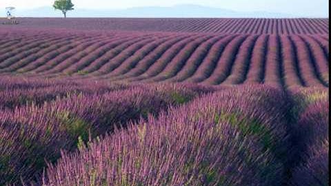 How To Remove Immediate-support.com Pop-up Ads (Removal Guide)