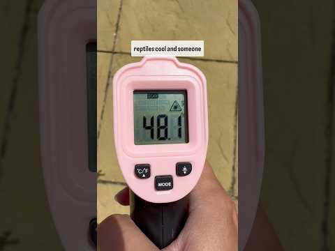 Why Taking Your Reptile Outside Could Be Dangerous!