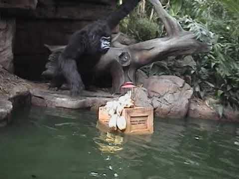 2005 Jungle Cruise