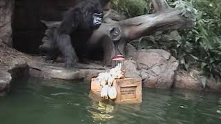2005 Jungle Cruise