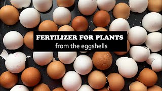 How To Make Eggshell Super Fertilizer for Plants in 3 Minutes