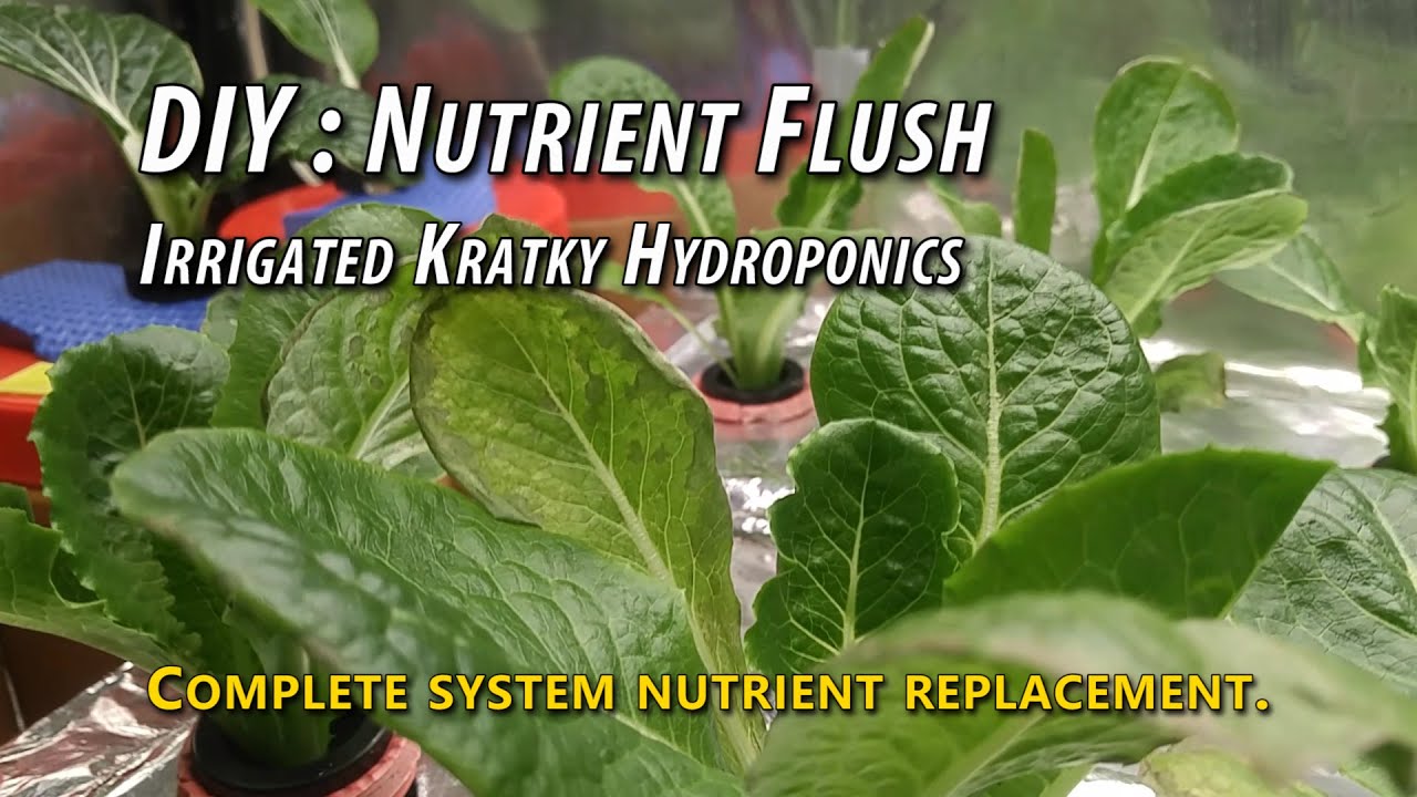 DIY Irrigated Kratky Hydroponics For Lettuce First Full Nutrient