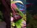 Sind Fische vergesslich?