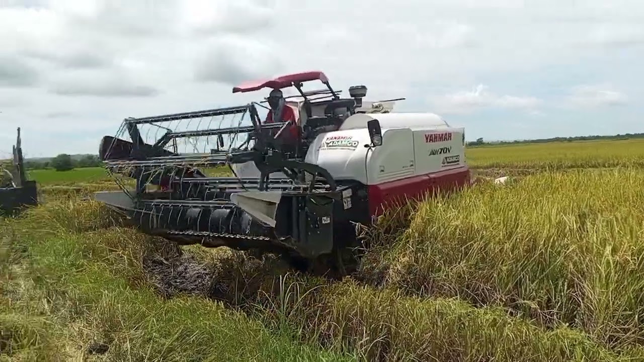 COMBINE HARVESTER | RICE FARMING | RICE PRODUCTION 