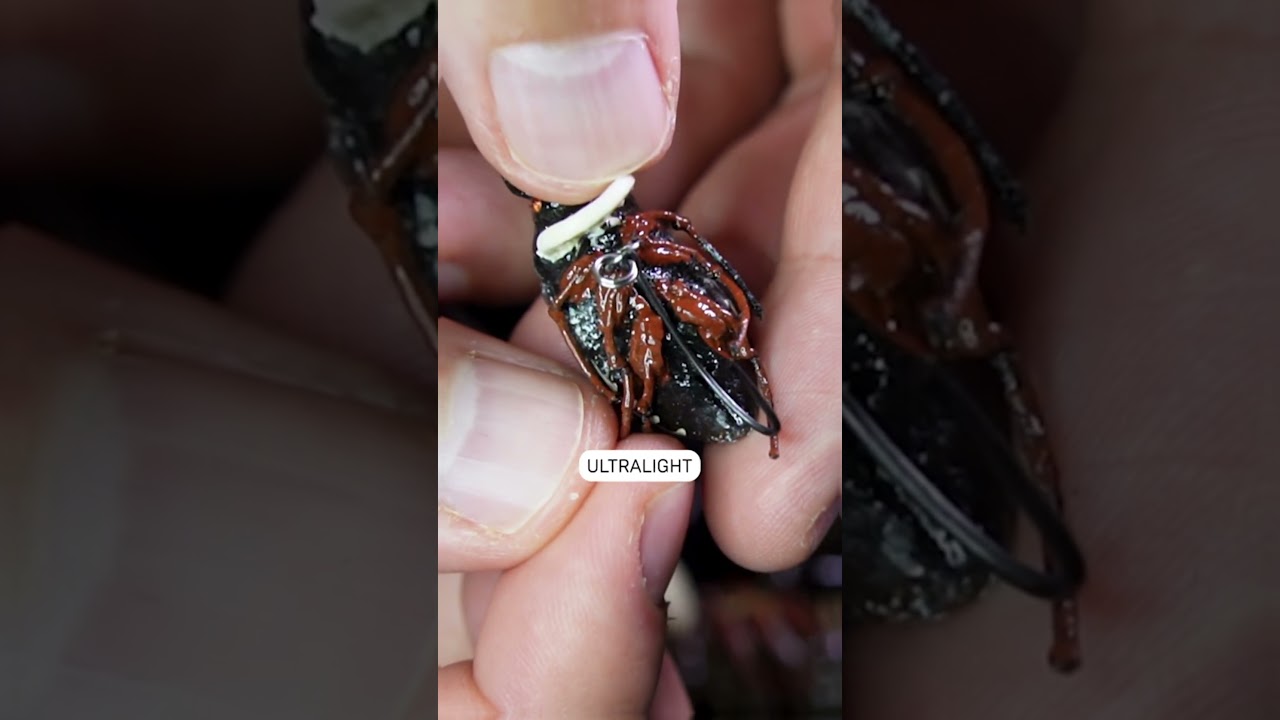 Catch More Chub This Spring with This Ultralight Lure