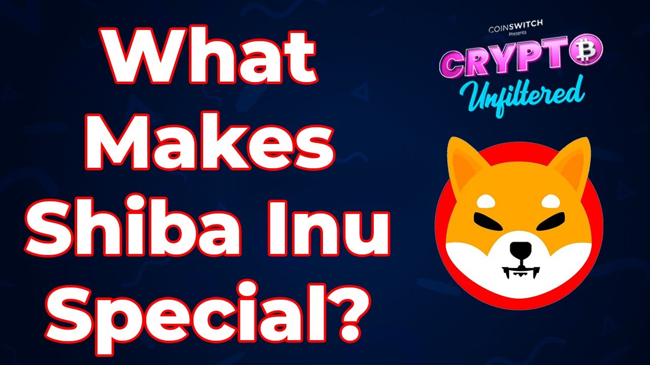 Mr. Goxx, the Beloved Hamster Crypto Trader That Outperformed Warren  Buffet, Has Died | Technology News