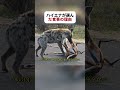 ハイエナが選んだ食事の理由 #野生動物 #ハイエナ #自然 #fyp #foryou