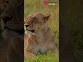 Masai Mara — a place so magical, even Ranbir Kapoor can’t wait to take his child there. 🌍