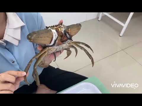 Clip Khám phá Con Cua , do cô bé Tháo thực hiện
