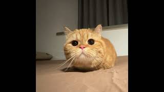 Gurgle~ Gurgle~ #Caterpillar #cat