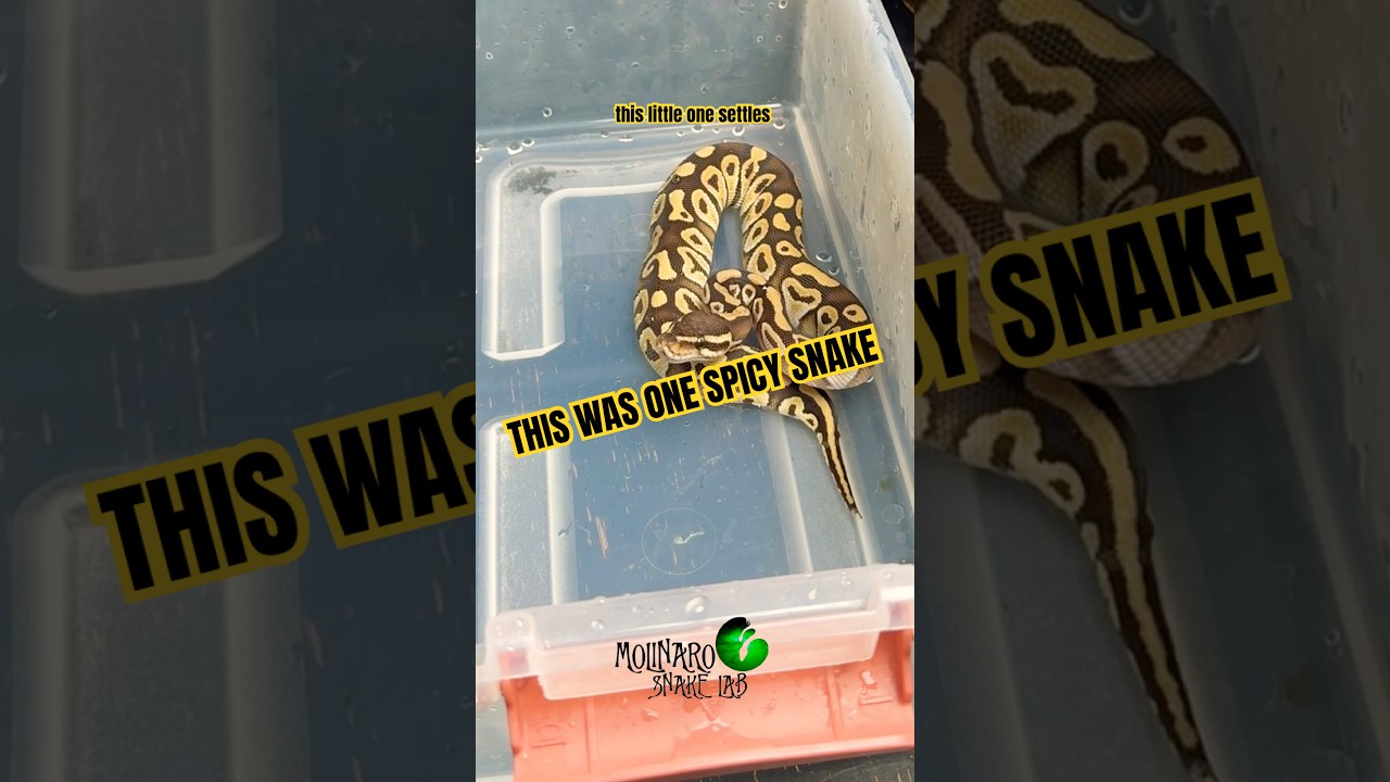 This was one spicy snake! #molinarosnakelab #spicy #royalpython #ballpython #snakes #witchy #magic