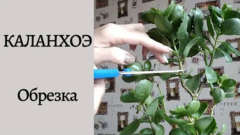 Обрезка каланхоэ. Омоложение и размножение. Часть 1.