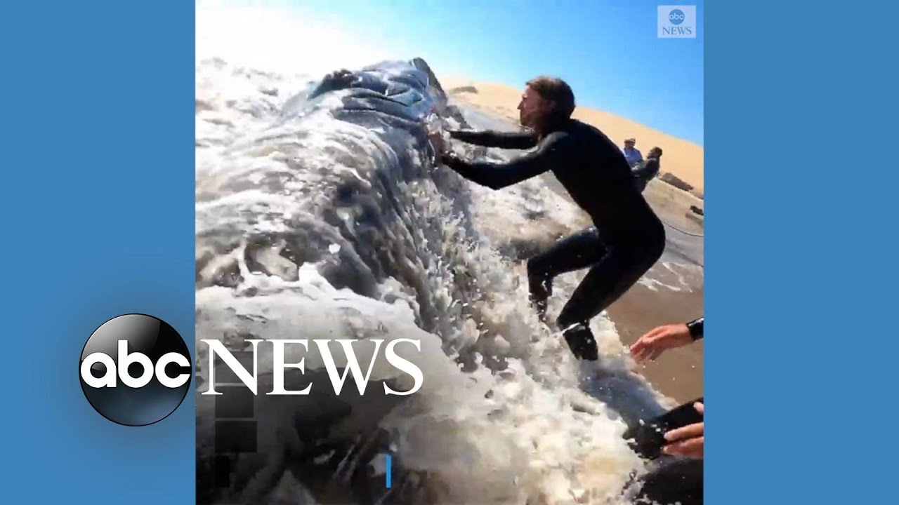 People battle to return humpback whale to ocean