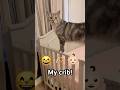 Funny Animals Videos Of 2025 Super Cute Cats Funny Catvideos Viralvideo Funny Animals Videos Of 2025 Super Cute Cats Funny Catvideos Viralvideo