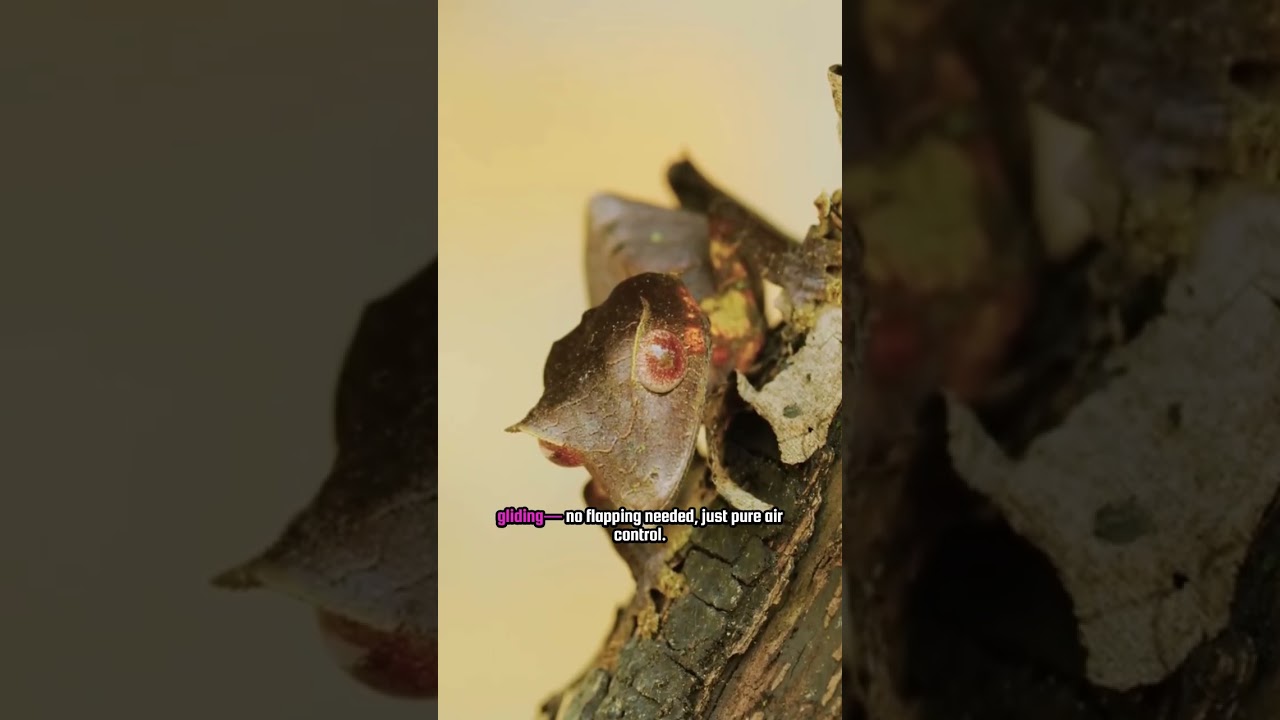 This Animal Glides Like a Plane! 🛩️ Meet the Malayan Colugo 