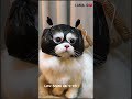 kucing bertopeng,lucu banget ,nggemesin😍 #semuaorang #catlovers #viralvideo #kucinglucu #videoshort