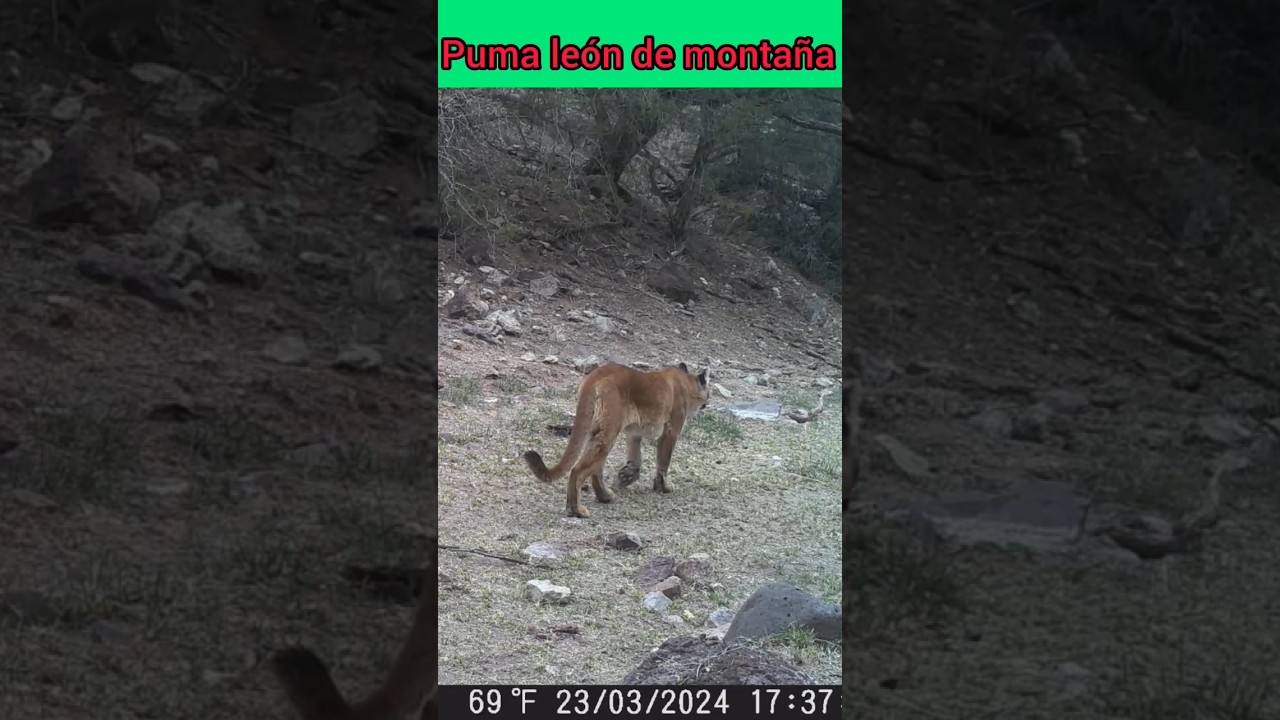 león de montaña "puma"