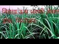 ऊसाची मोठी बांधणी ,निडवा ऊस  ,बेसल डोस