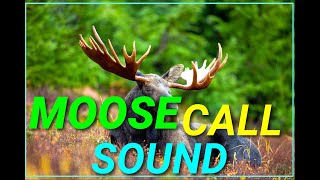 Moose Call sound effect | Hunt | Animal kingdom Planet | Discovery  |