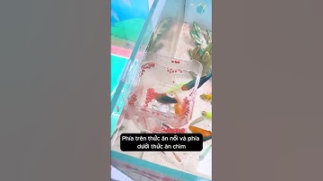 Làm khay thức ăn 2 tầng cho cá với chai nhựa #aquarium #youtubeshorts