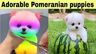 Adorable Pomeranian Dogs' Funniest Moments in Bengali Part-8 by Askoholic Shorts বাংলা 49,034 views 3 months ago 8 minutes, 21 seconds