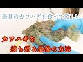 美味しいカワハギを食べてもらいたい〜釣ったカワハギを上手に持って帰る方法〜