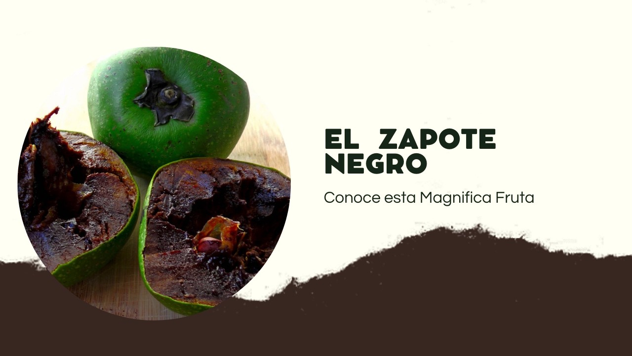 🍈Los Extraordinarios Beneficios Del Zapote Negro🍈