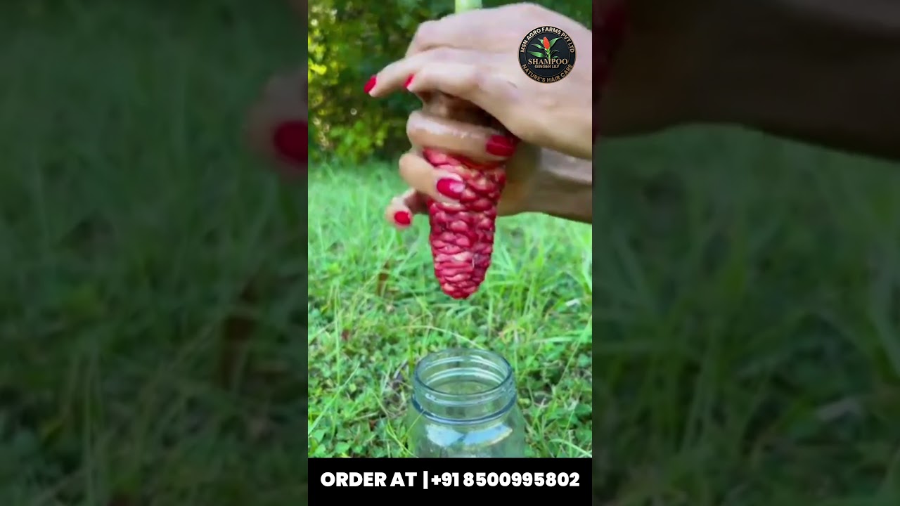 Nature’s Shampoo Is Here! Get Your Shampoo Ginger Lily Plant Today!   