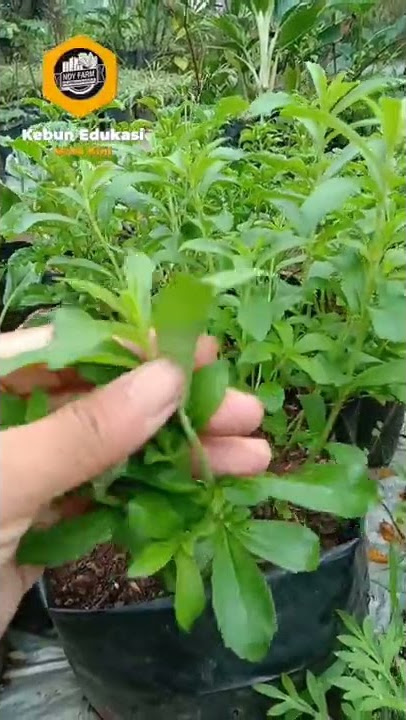 Si manis pengganti gula tebu #shorts #urbanfarming #berkebun #petani #desa #stevia #herbal