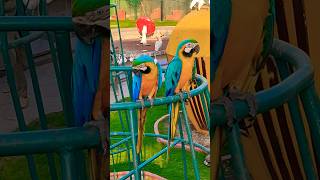 Macaw Birds 🐦 aviary #shorts #youtubeshorts #birds #pets #macawparrot #fun #viral #animal #trending
